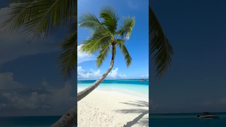 Picture-perfect day:Blue skies, turquoise waters, and the shade of a palm tree in paradise #maldives