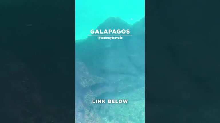 #TommyTravelz #travelnow #traveltips #galapagos #sancristobal #santacruz #islabaltra #isabelaisland