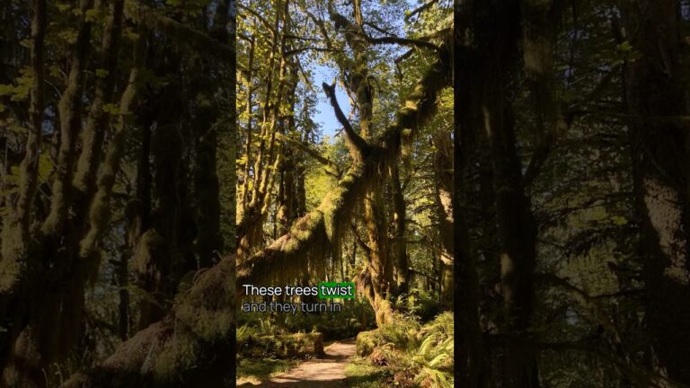 Best Hikes in Olympic National Park No. 8 #OlympicNationalPark #USNationalParks #hiking