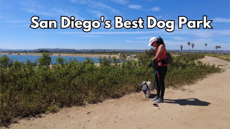 Fiesta Island Dog Park San Diego — Spring Flowers, Off-Leash Fun & Hidden Gems