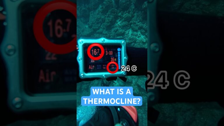 What Is A Thermocline?