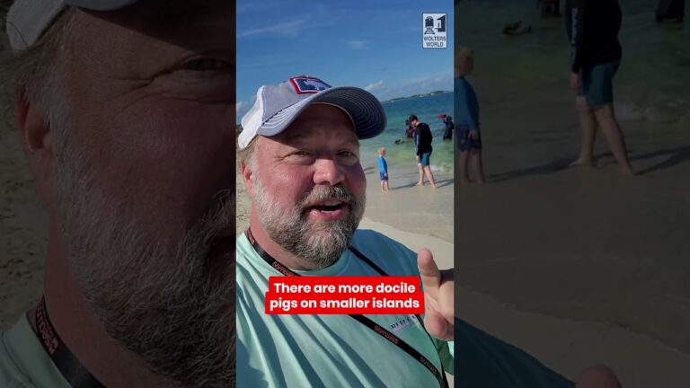 Swimming with Pigs in The Bahamas? #bahamas