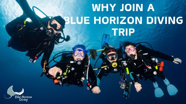 Why You Should Join A Blue Horizon Diving Trip